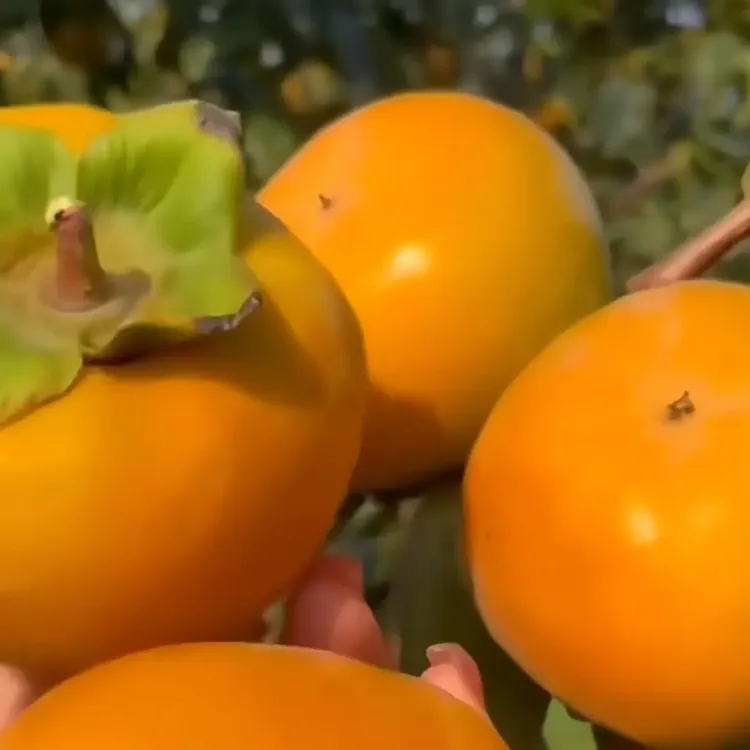 阳丰巧克力脆柿新鲜当季水果脆甜多汁现摘硬柿