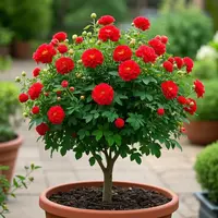 棣棠花树苗四季开花盆栽室内外阳台庭院耐寒热花卉绿植好养驱蚊虫