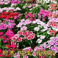五彩石竹多年生花种子北方室外四季开花不断易种花种阳