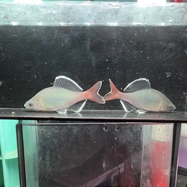 桂林白边红须鱊鳑鲏鱼冷水观赏鱼