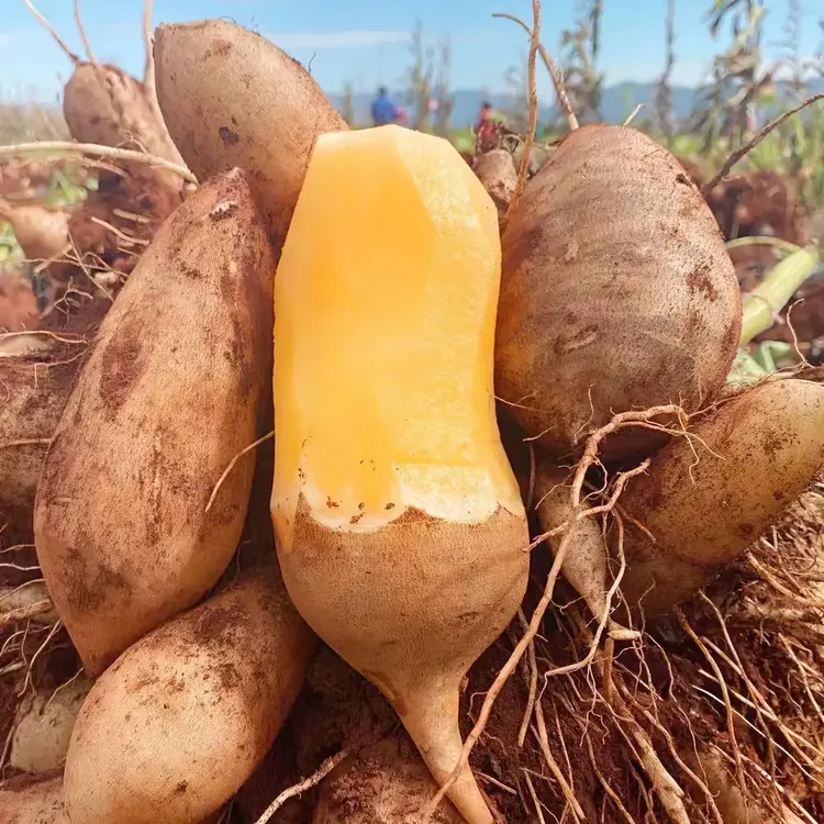 【2025新果】头茬云南天山雪莲果新鲜脆嫩鲜甜多汁应季水果3-9斤嫩