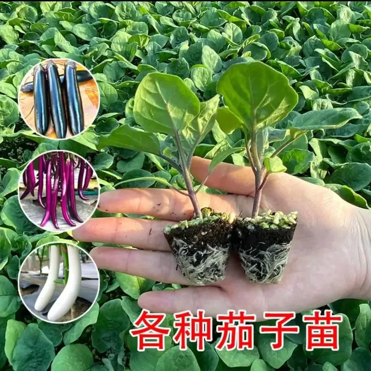 高产四季秧苗阳台种植青茄子苗紫长茄子苗杭茄苗黑茄子苗圆茄