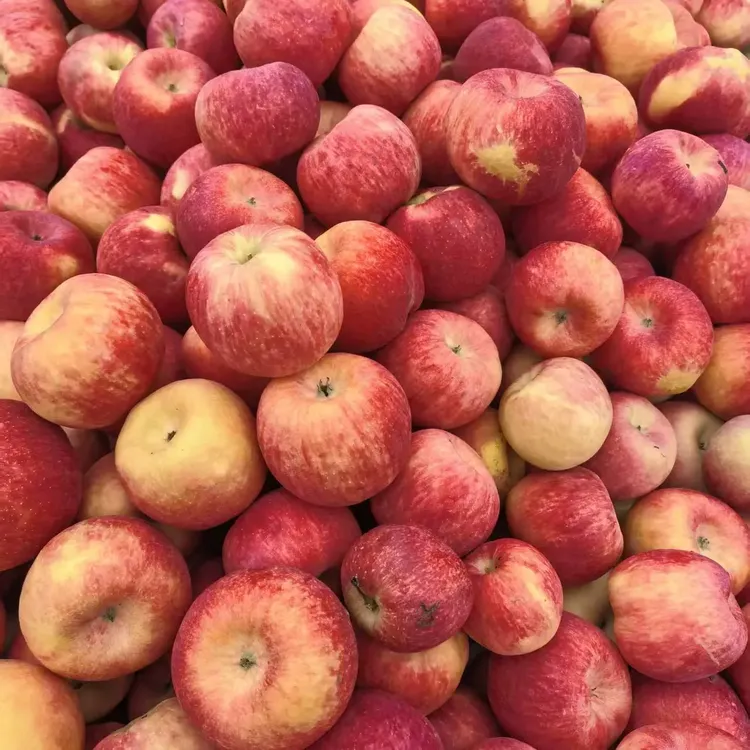 正宗高山秦脆苹果脆甜多汁水果产地直发65-75mm果净重14.5斤左右