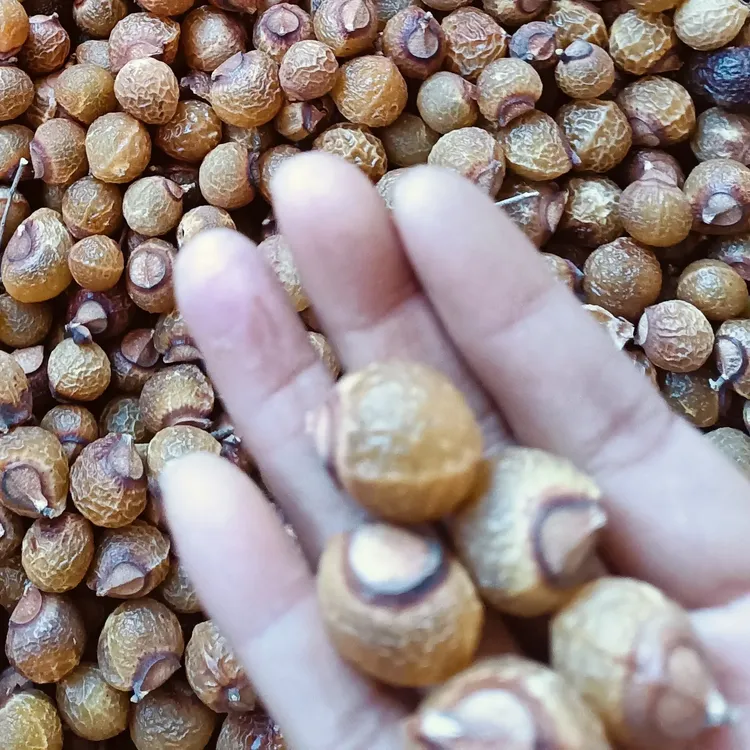 无患子原果暗红跟花红