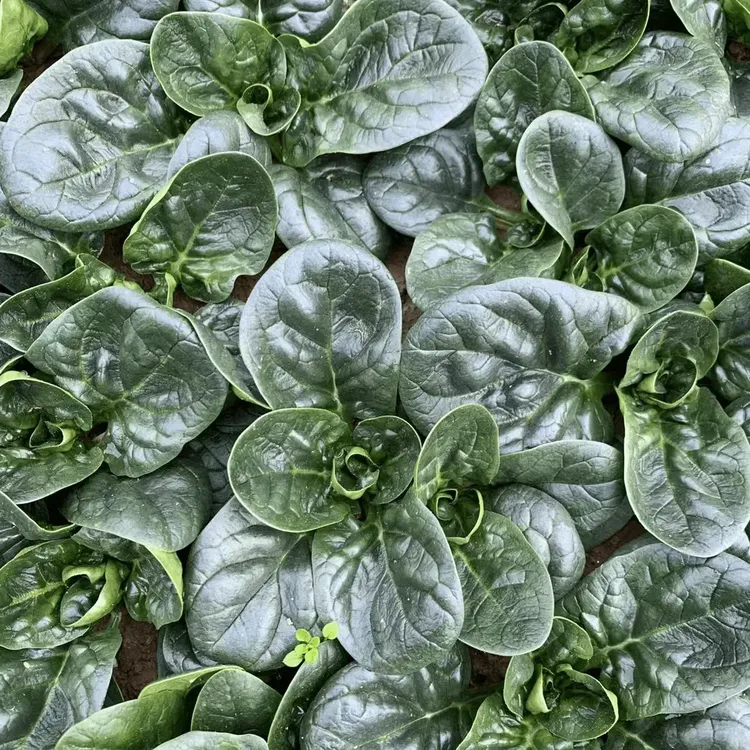 【趴地菠菜种子】大叶黑圆叶菠菜种籽耐热耐寒高产蔬菜种子四季播