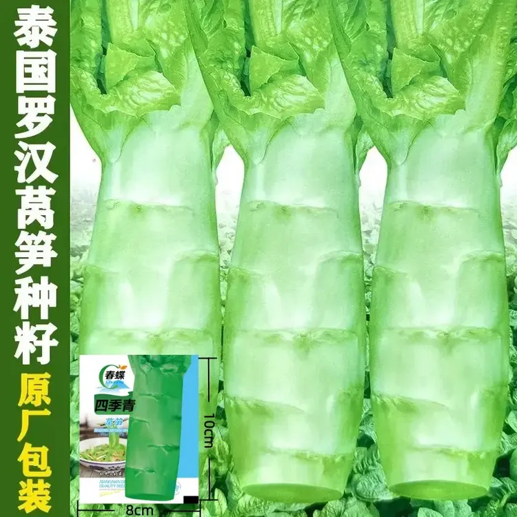 【H罗汉王莴笋种球】阳台盆栽小菜园种植蔬菜种子商品图