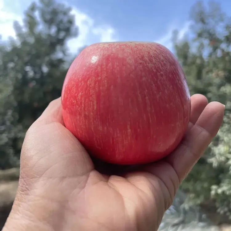 【产地直发】新疆阿克苏冰糖心送人送礼首选红富士苹果应季