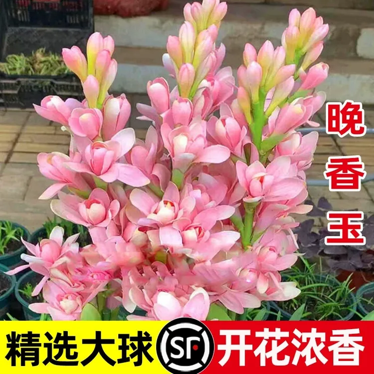 浓香型晚香玉重瓣种球庭院阳台室内花卉植物盆栽耐寒带花苞发货