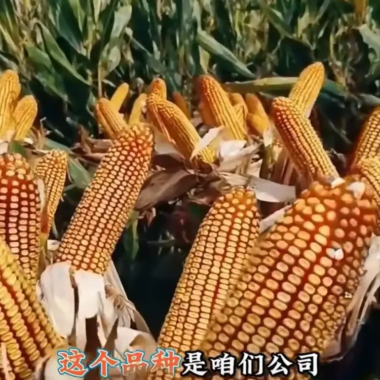 抗病抗倒性好，稳产性好，风险性小