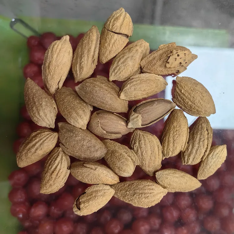 新疆纸皮原味巴旦木坚果零食