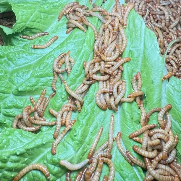 黄粉虫活体面包虫蝎子画眉鹦鹉鱼龙鱼八哥仓鼠宠物饲料