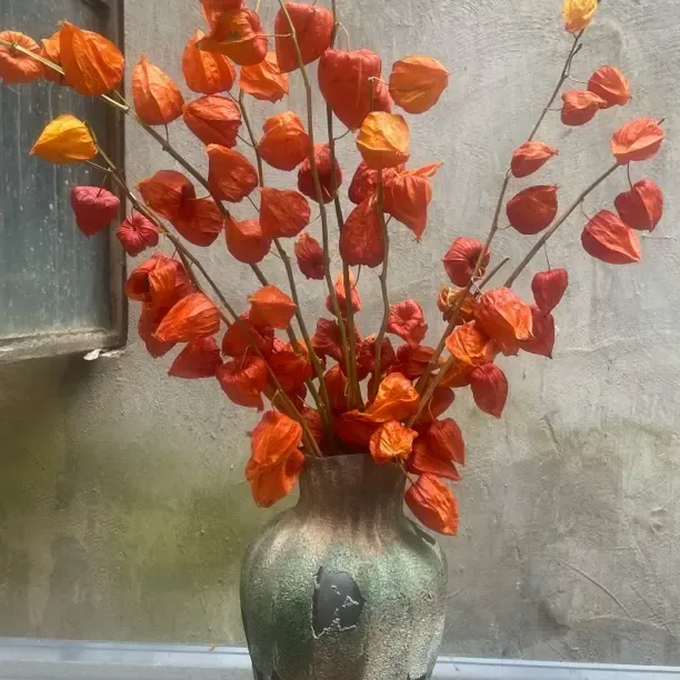 酸浆果鲜花红色果干花2025新款超长花期可做干花云南鲜花基地直发