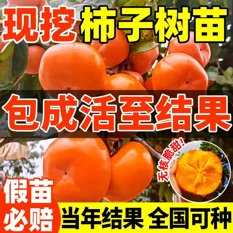 柿子树苗果树苗南北方耐寒甜柿子火晶柿当年结果庭院地栽嫁接果树
