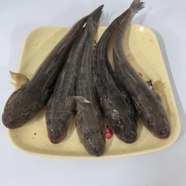 新鲜海捕大规格沙光鱼鲜活速冻味道鲜美连云港发货