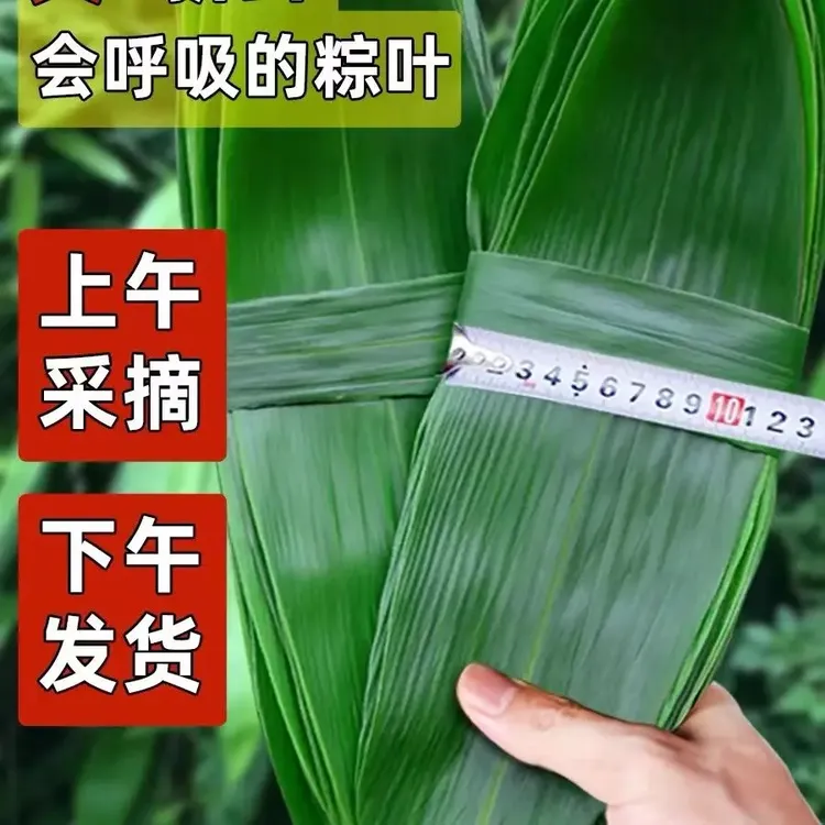 【野生新鲜粽叶】端午节包粽子专用家用大宽叶特大号粽叶天然现摘