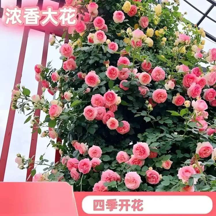 爬藤蔷薇花种子家庭阳台小院四季播种花海打造