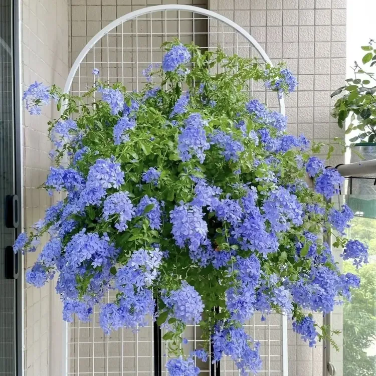 蓝雪花盆栽耐热耐晒好养易爆花适合阳台庭院种植