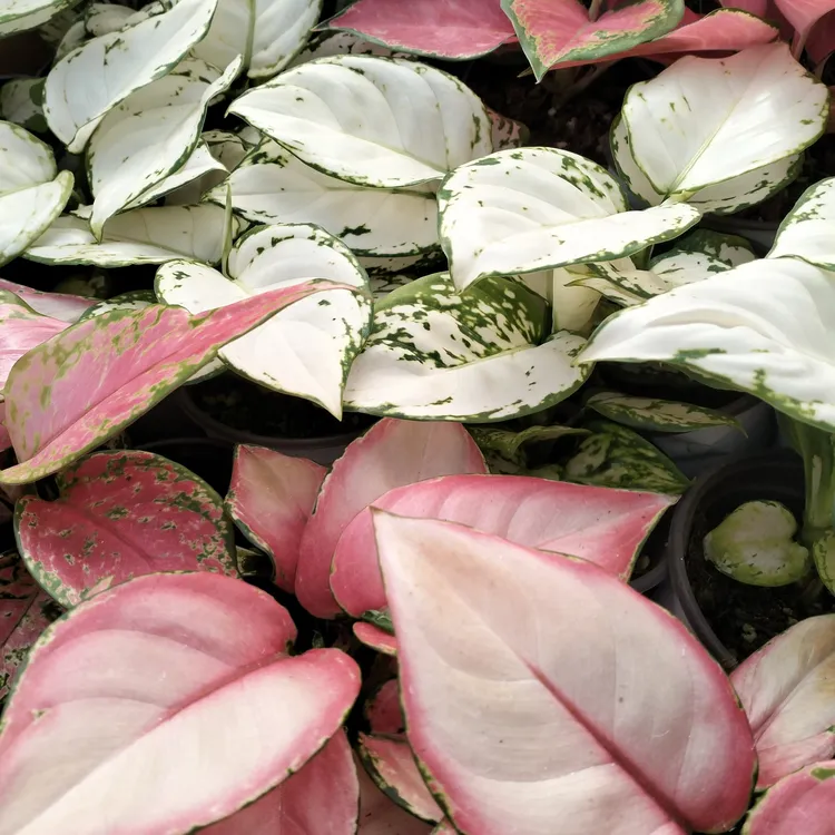 如意皇后（三盆组合）室内水培植物四季好养适合客厅桌面摆放