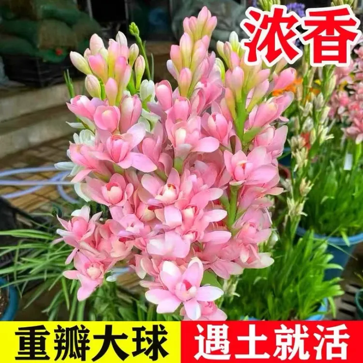 八-十芽！现挖现发！【晚香玉大种球】重瓣开花多年生盆栽商品图