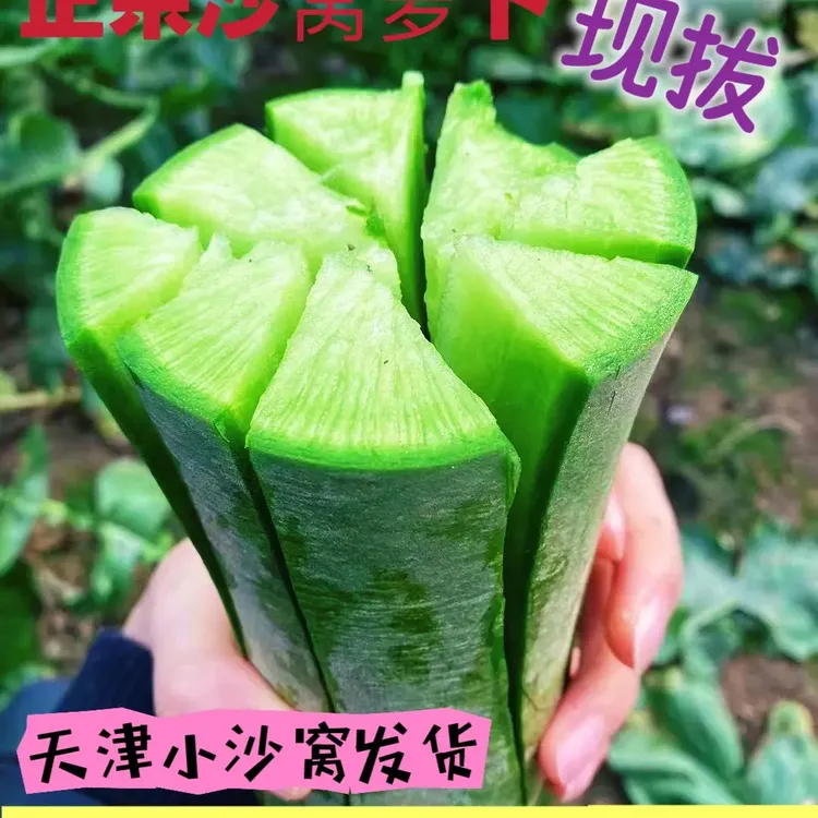 沙窝大娟子   正宗辛口镇小沙窝村脆甜沙窝萝卜（天星02）5斤9斤装
