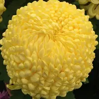 【黄国华】大花富贵菊 九月大菊盆栽开花好看