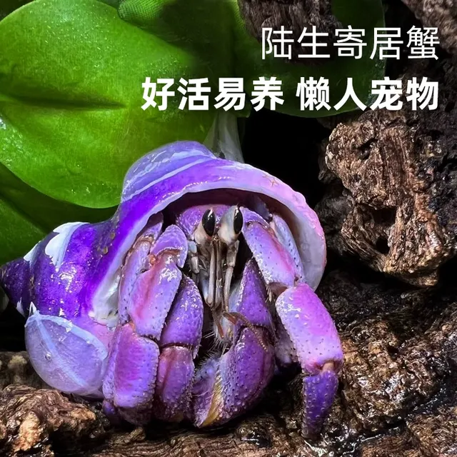 萌宠陆生寄居蟹活体～好养易活 桌面萌宠 淡水观赏蟹螃蟹儿童礼物