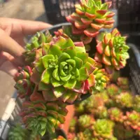 蒂亚 多肉植物新手好养（全店满9.99包邮）