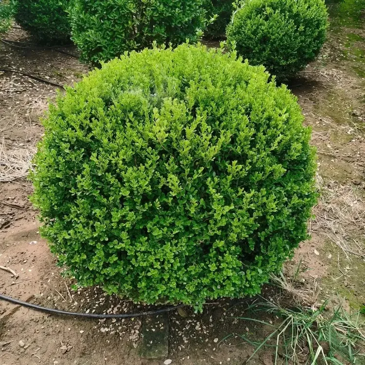 瓜子黄杨圆球形树苗庭院绿化风景树四季常青耐寒耐旱耐热常绿发货