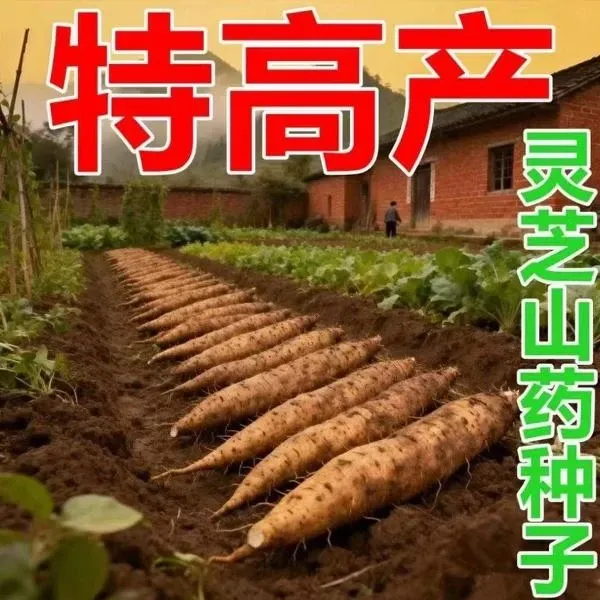 【抢！超值3包灵芝山药种子】四季播种蔬菜种子阳台盆栽地栽小院商品图