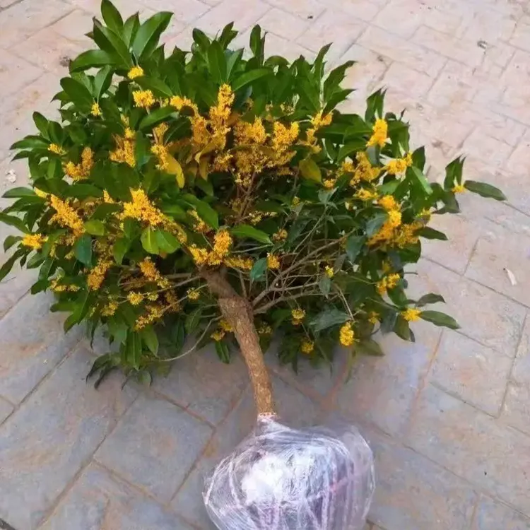 金桂丹桂桂花盆栽月桂花月正宗四季浓香型四季常青花卉