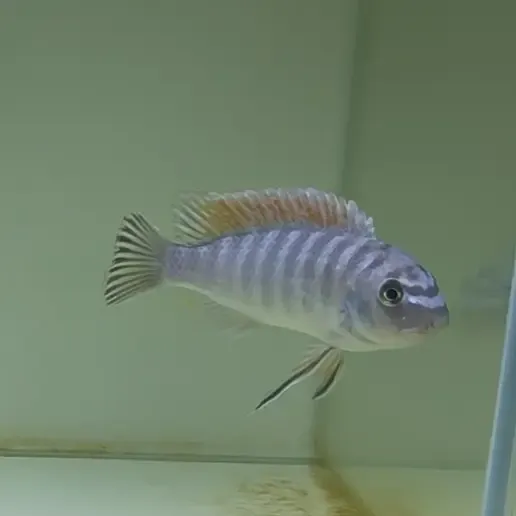 三湖慈鲷热带观赏鱼野生马坎吉拉小丑热带好养观赏鱼