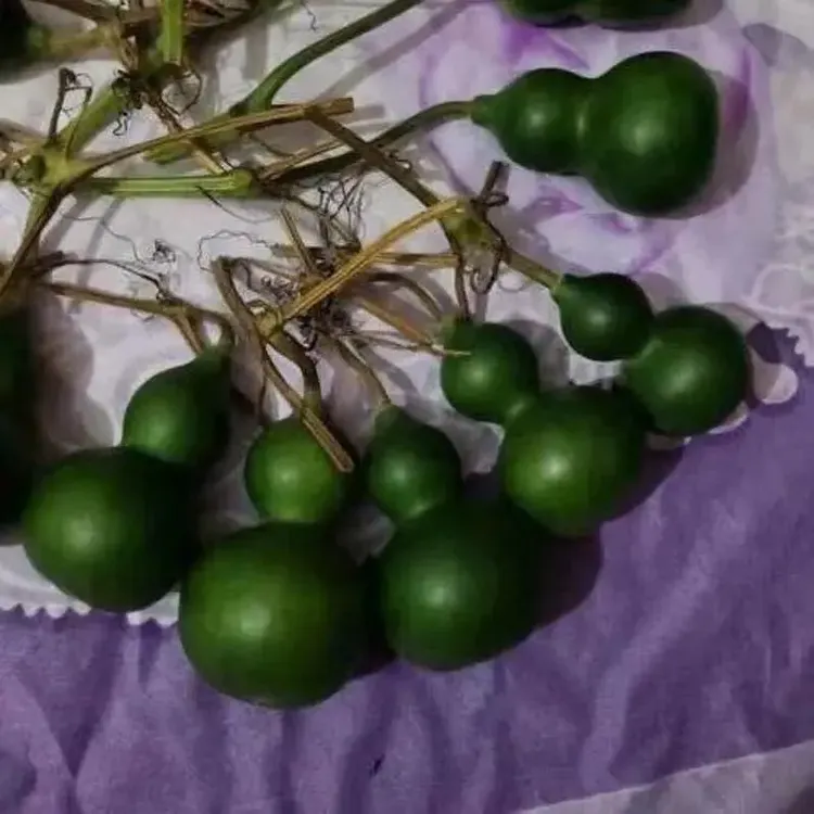 新品翠玉葫芦种子翡翠墨绿籽器超小平底稳坐墨绿葫芦种子