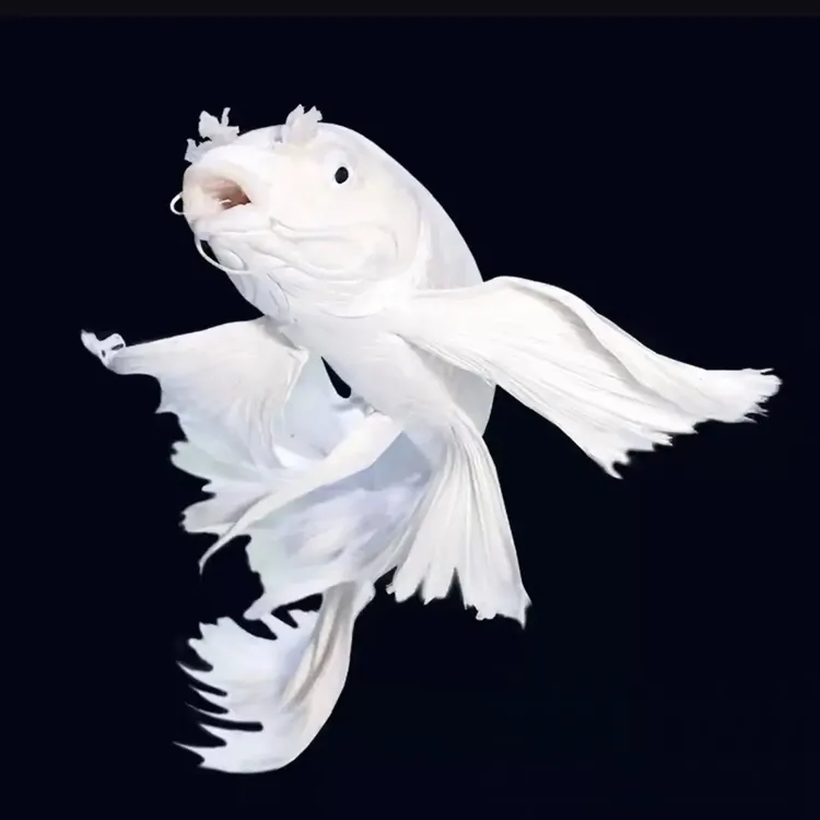 精品白短球蝴蝶鲤观赏鱼球体短身大鳍大尾冷水淡水耐活好养