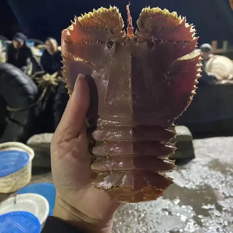 东海野生琵琶虾扇虾海捕鲜活冷冻顺丰包邮