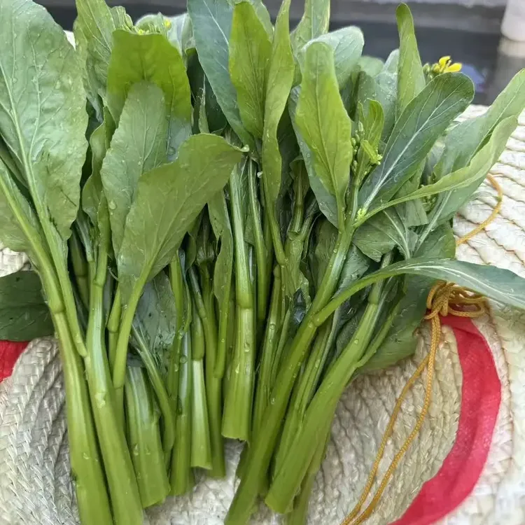 贵州本地农家自种新鲜现采现摘菜心
