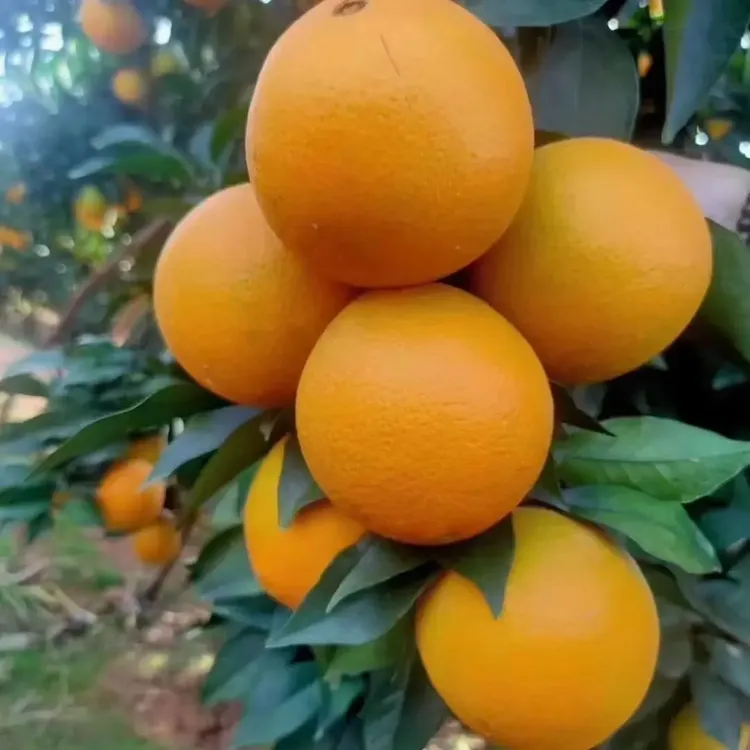 正宗江西赣南脐橙现摘新鲜香甜多汁当季水果产地直发