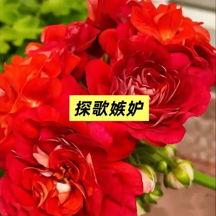 探戈嫉妒 新品半兽天竺葵