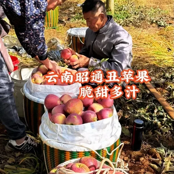 云南昭通丑苹果冰糖心高山种植老树果脆甜多汁新鲜现发