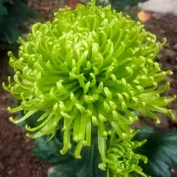 【绿安娜】大花富贵菊 九月大菊盆栽开花好看