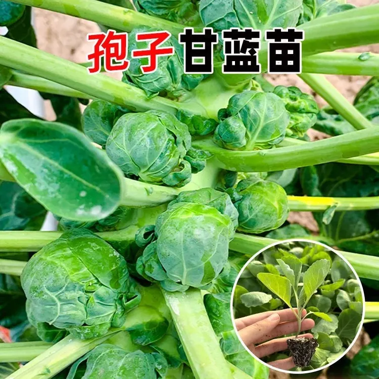 孢子甘蓝苗秧四季春秋带士球高产串收迷你小包菜小甘蓝种子籽蔬菜