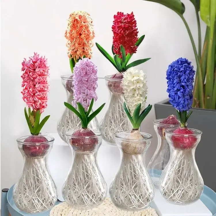 风信子种球水培土培花植物秋冬开花大花耐寒易活花卉盆栽植物室内