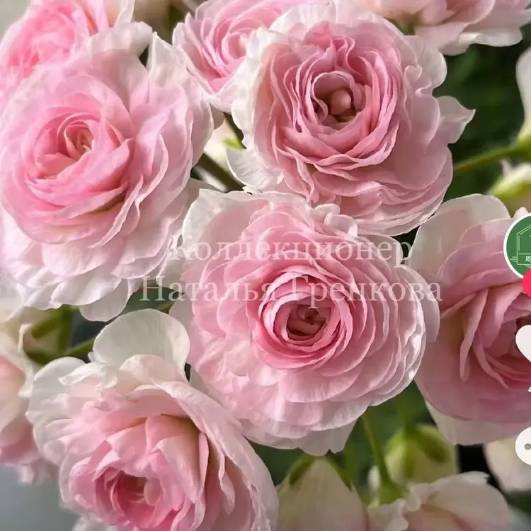 夏日气息 直立天竺葵 一颗包邮 拍三发四