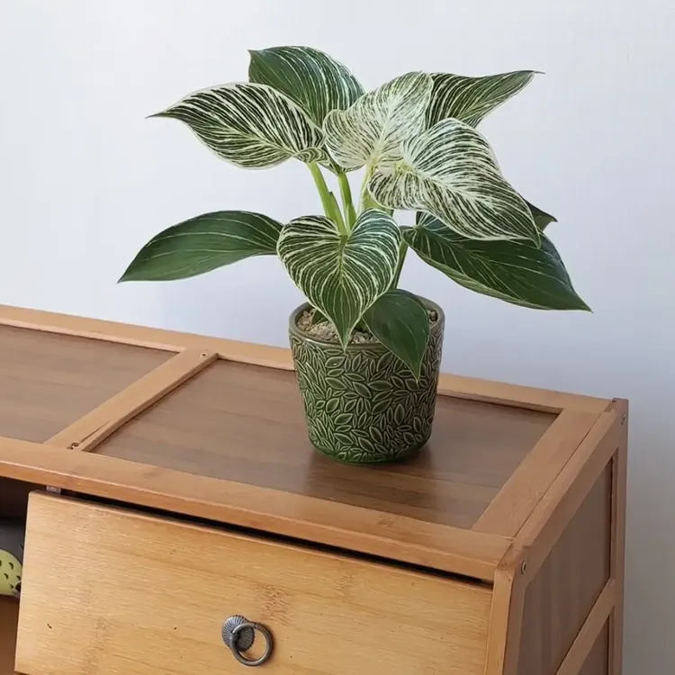 室内钻盆栽净化空气吸除甲醛好养活四季常青绿植