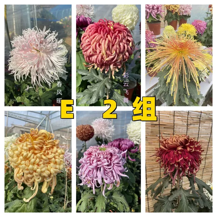 E2组    新上56种大菊品种南村菊园 大花大菊苗 菊花苗 包对版