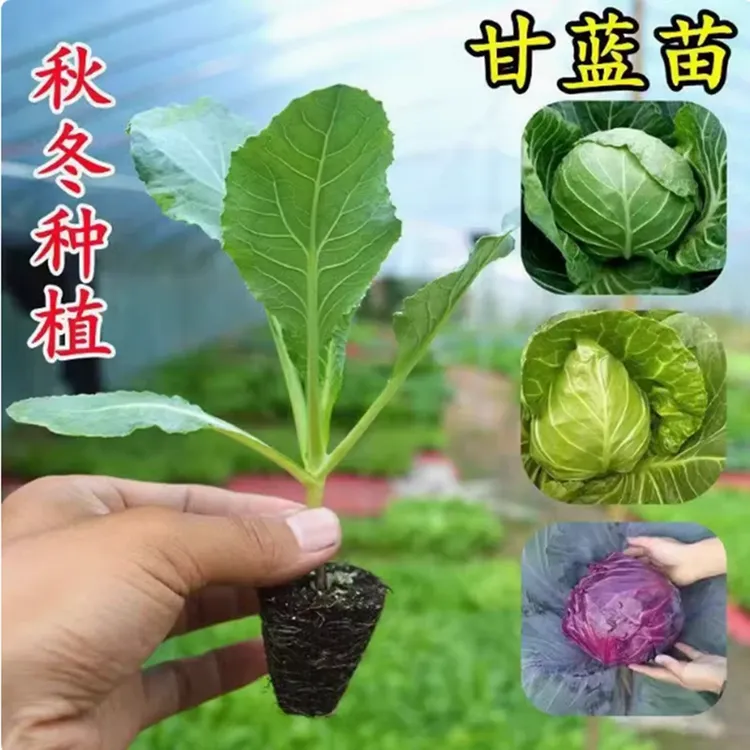 甘兰秧苗甘蓝卷心菜包菜花菜苗大头菜包心菜秧苗菜种苗春秋种业