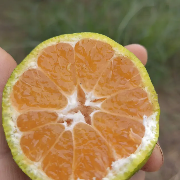 宜昌长寿村现摘早熟蜜桔无籽易剥应季新鲜多汁孕妇水果3斤橘子