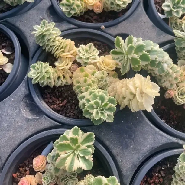 亚特兰蒂斯锦多肉植物阳台盆栽耐高温带盆发货