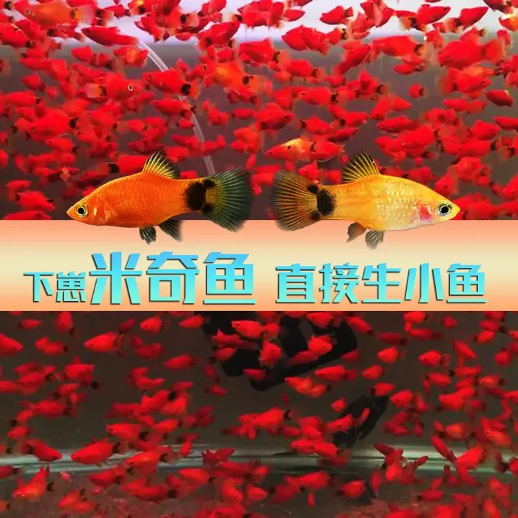 米奇鱼观赏鱼小型热带鱼月光鱼淡水鱼活体剑尾鱼胎生鱼水族宠物鱼