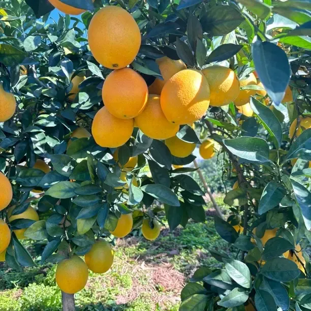 正宗赣南脐橙新鲜应季水果带枝带叶现摘现发产地直发香甜爆汁橙子