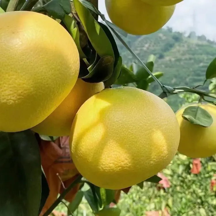 葡萄柚自家种植树上果爆汁清甜现摘现发没有任何添加剂欢迎下单